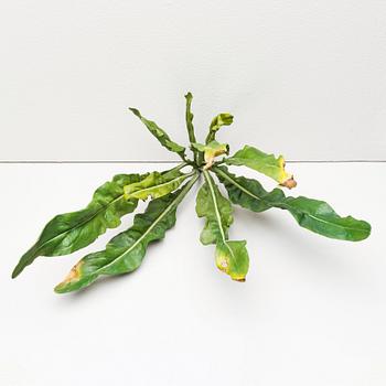 Tony Matelli, "Weed #65".