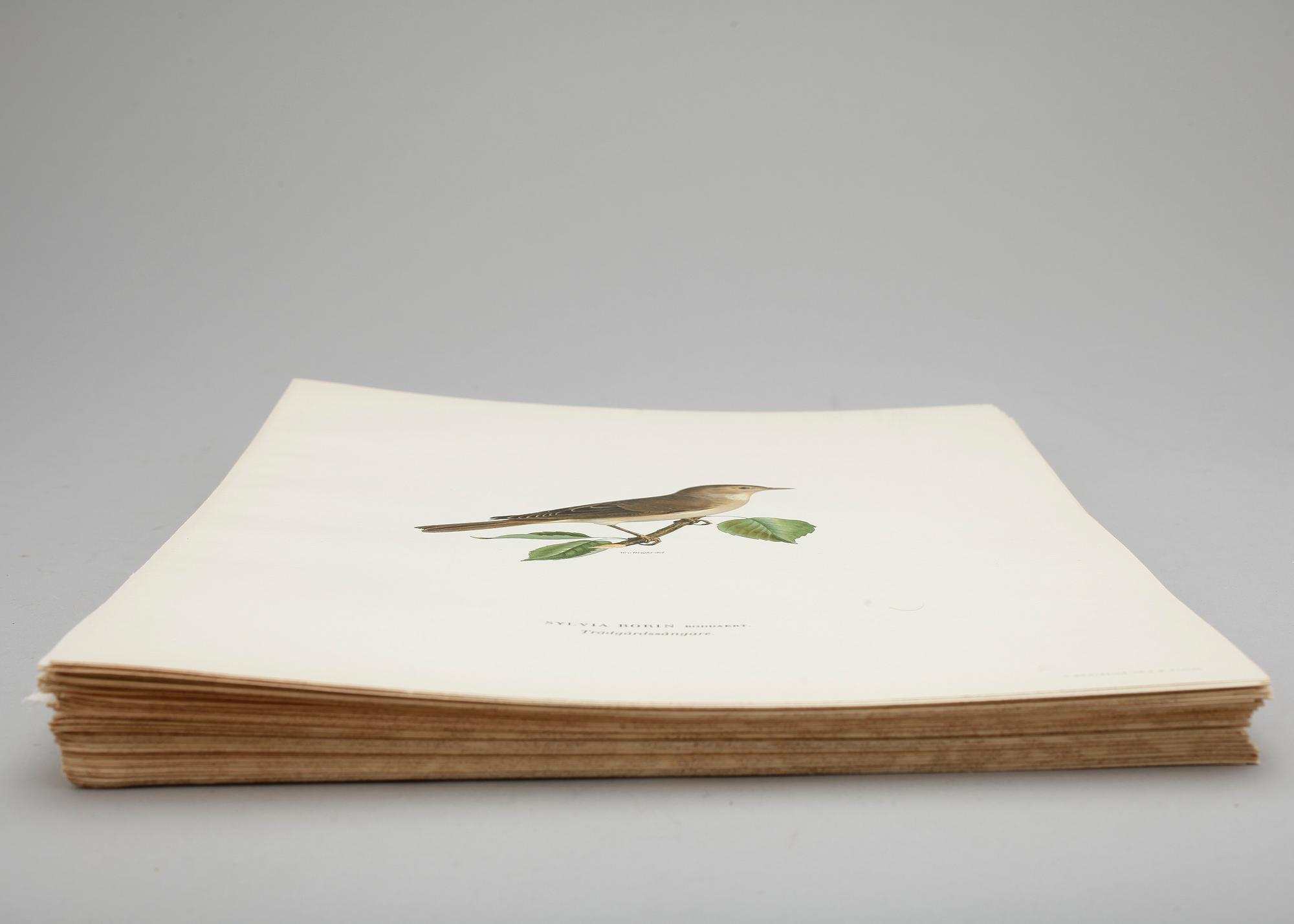 LITOGRAFISKA TRYCK, ca 100 st, ur von Wrights "Svenska fåglar", utgivna av A Börtzells, 1920-tal.