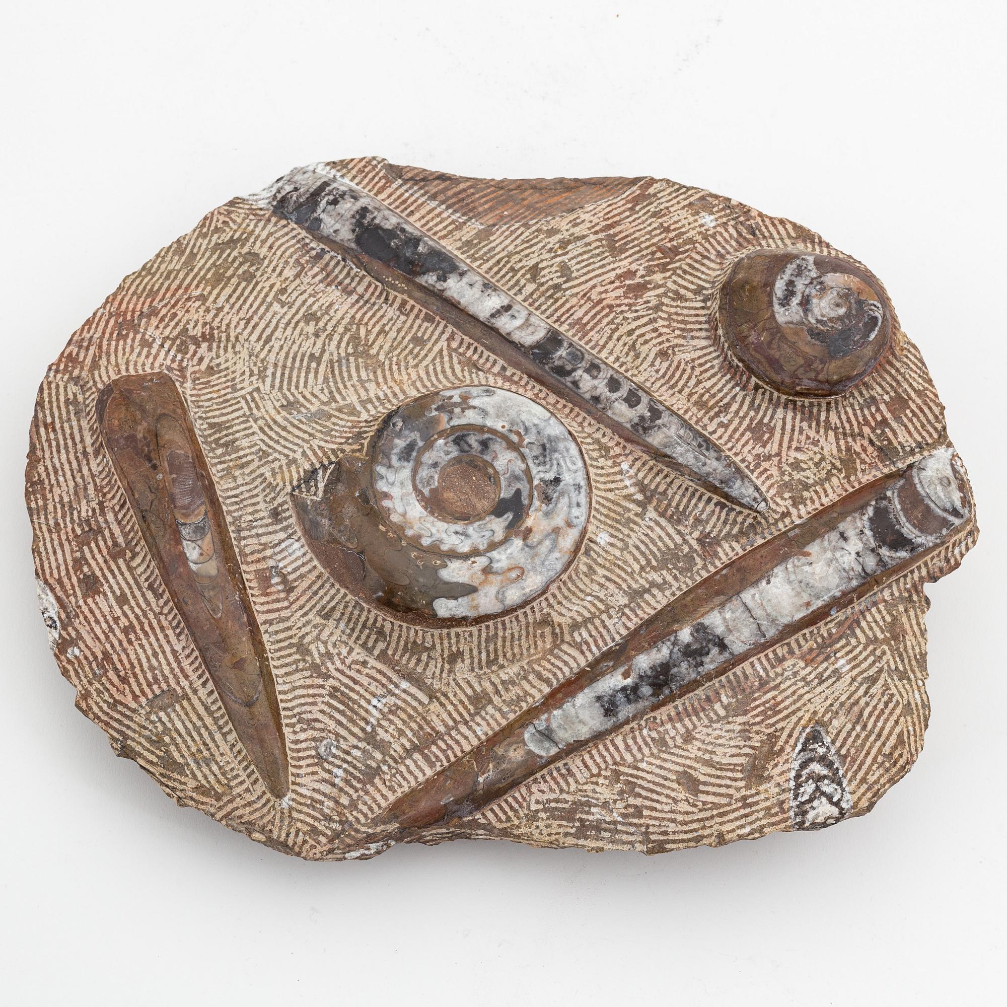 Fossil, enligt uppgift från Marocko.