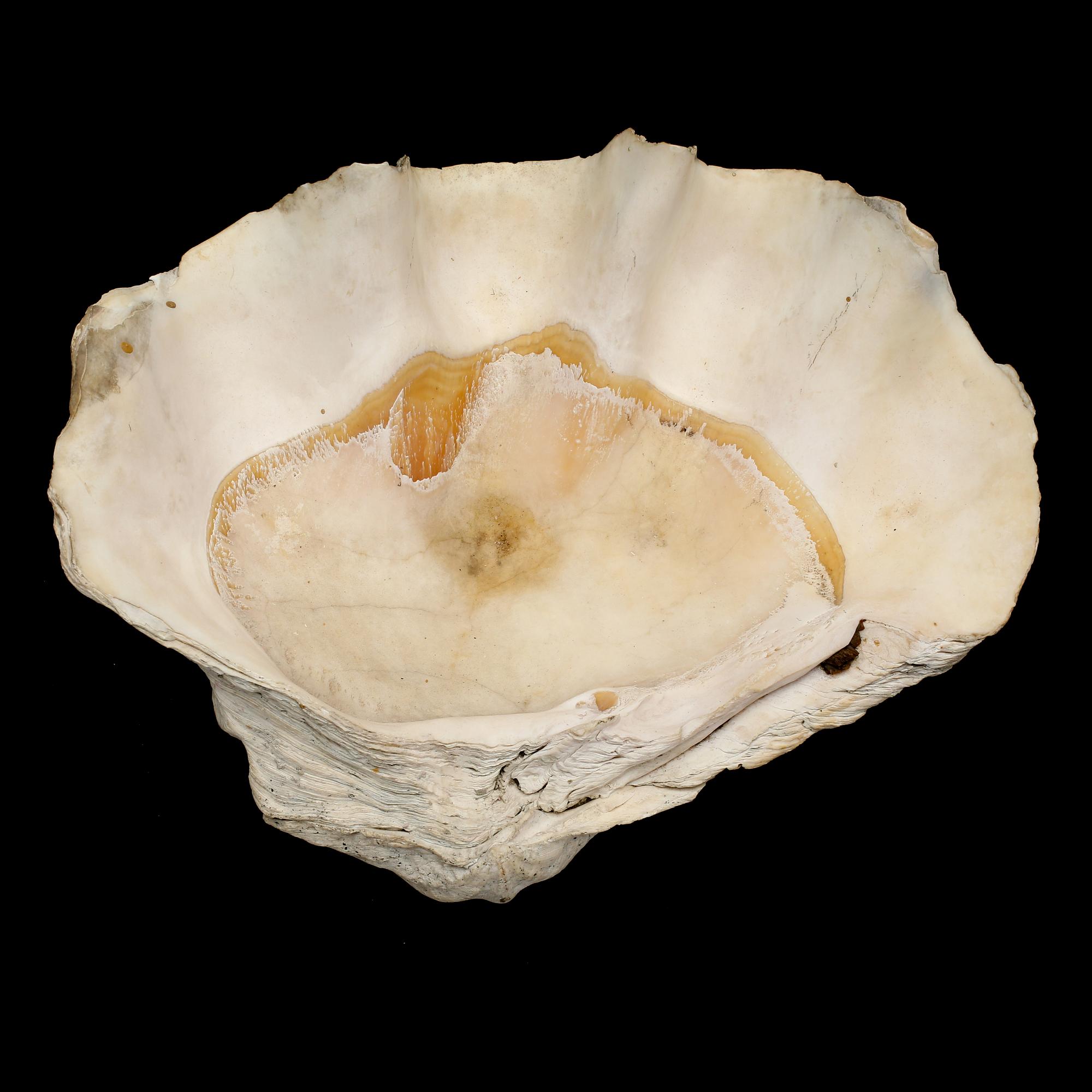 MUSSLA, fossil.