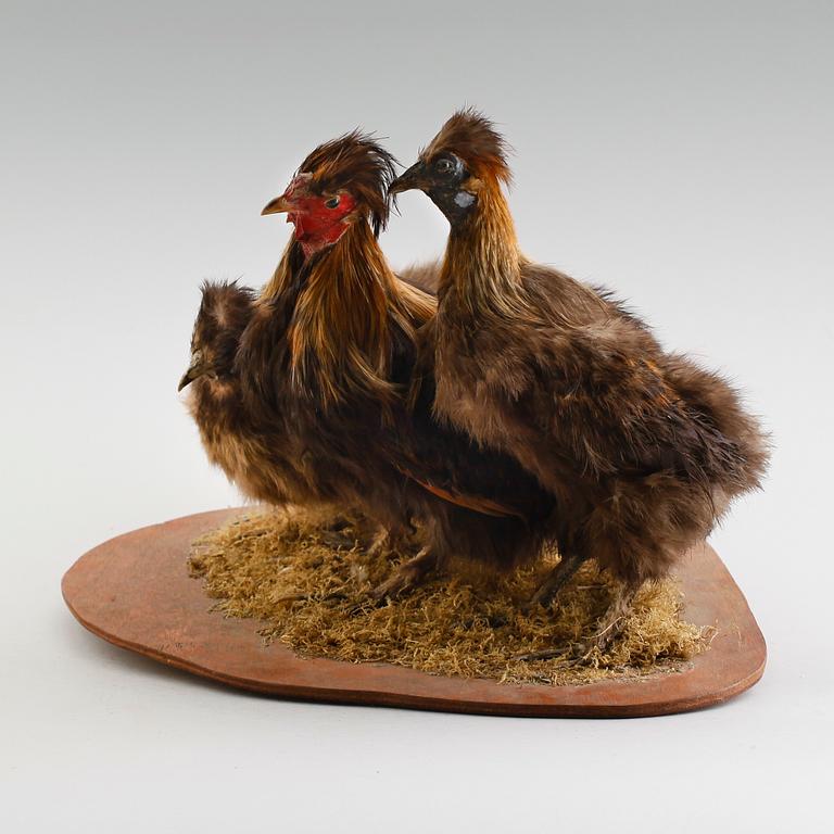 TAXIDERMI: 3 pärlhöns, England, 1900-talets första hälft.