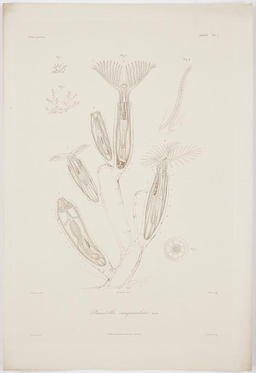 ALBUM, 55 st kolorerade gravyrer,  Publié par Ernest Bourdin, 1800-tal.