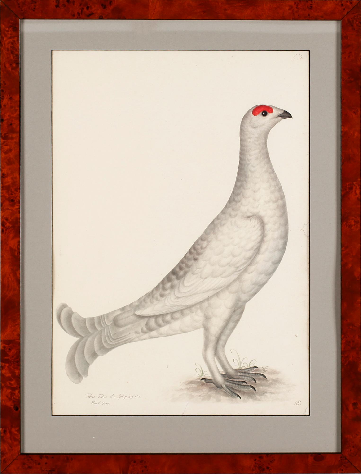 RUDBECK, OLOF D.Y, 3 st, Faksimil av fågelplanscher, 1900-talets andra hälft.