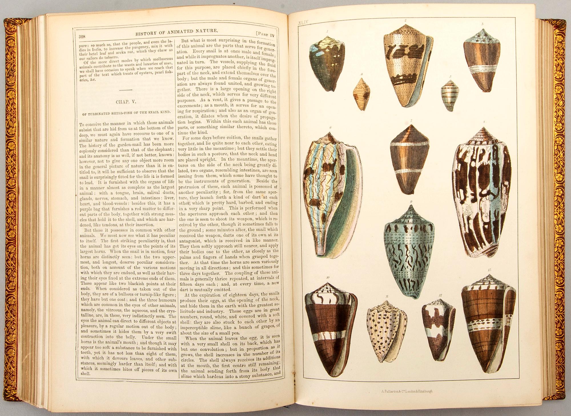 OLIVER GOLDSMITH 'A History of The Earth and Animated Nature' I-II, hand colored plates, c 1870.