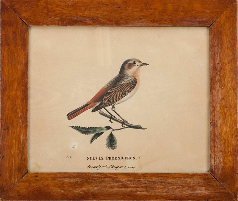 WILHELM VON WRIGHT, litografi, handkolorerad, 1800-talets början.