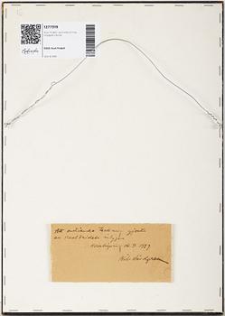 Axel Fridell, brush drawing, certified verso, executed around 1932.