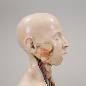 An anatomical model by Franz Jos. Steger, Leipzig, mid 20th century.