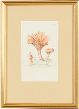 Twelve hand-coloured engravings, J.W. Palmstruch, from 'Svensk Botanik', 1802-1840.