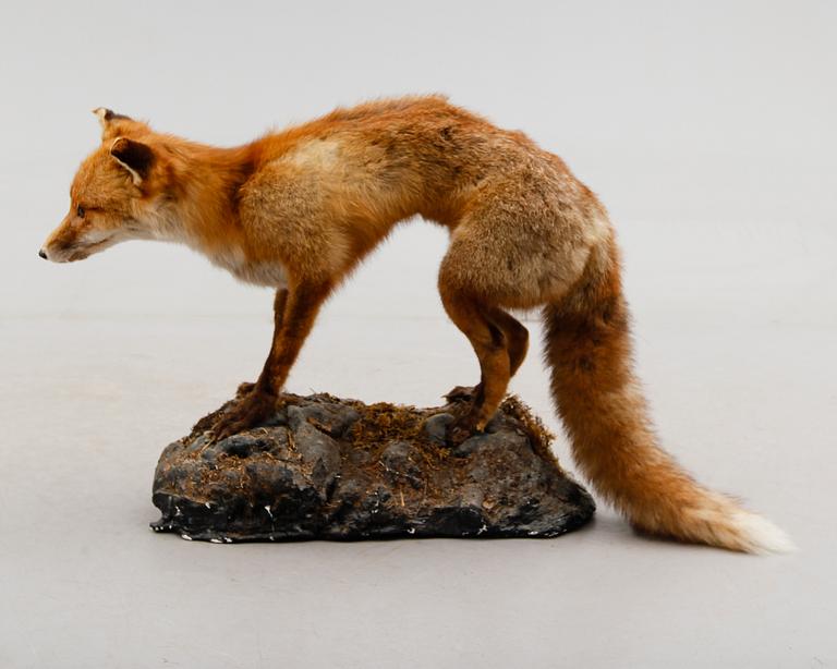 TAXIDERMI: uppstoppad räv, 1900-talets första hälft.