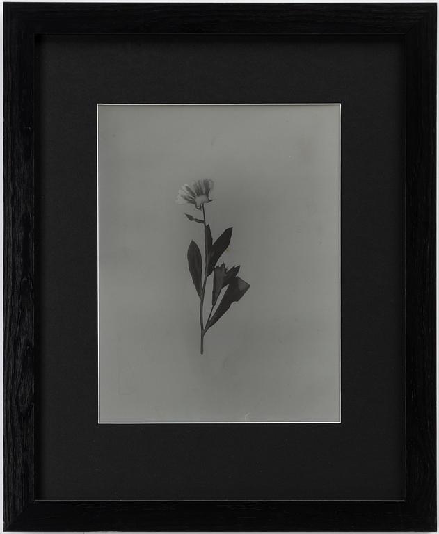 Ava Valsten, "Skammens och rodnadens blommor".