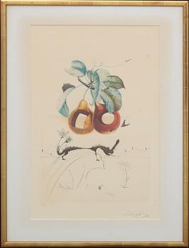 SALVADOR DALÍ, etching in coolurs signed and numbered V/CL.