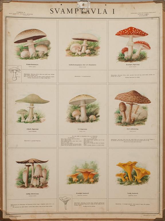 SKOLPLANSCHER, 4 st, "Svamptavla I-IV". Bengtsons Lit. AB. Sthlm 1935.