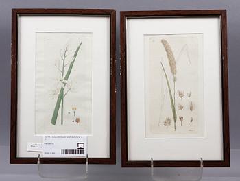 KOPPARSTICK, 6 st. Ur J W Palmstruchs "Svensk botanik".