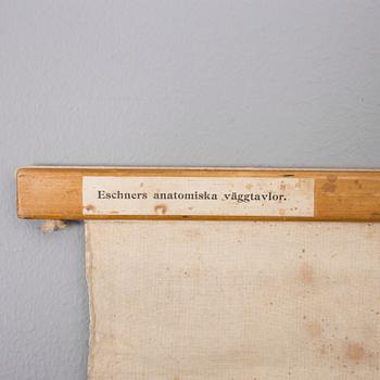 PLANSCH, 1900-talets första hälft.