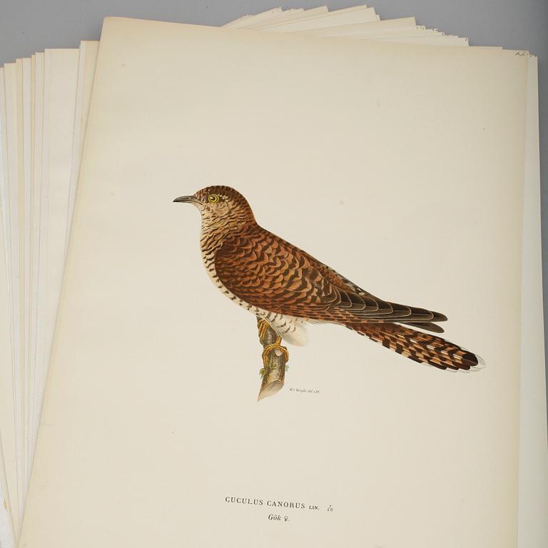 LITOGRAFISKA TRYCK, ca 100 st, ur von Wrights "Svenska fåglar", utgivna av A Börtzells, 1920-tal.