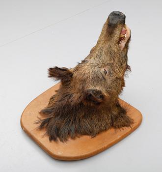TAXIDERMI,  vildsvinshuvud.