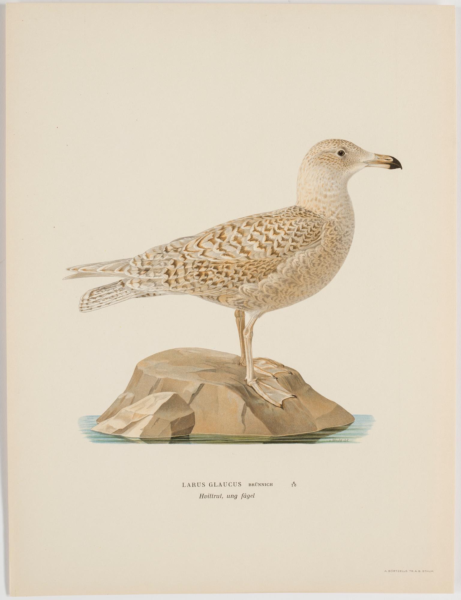 M o W VON WRIGHT, "Svenska fåglar", 252 st planscher, Ivar Baarsens förlag, Stockholm, 1920-tal.