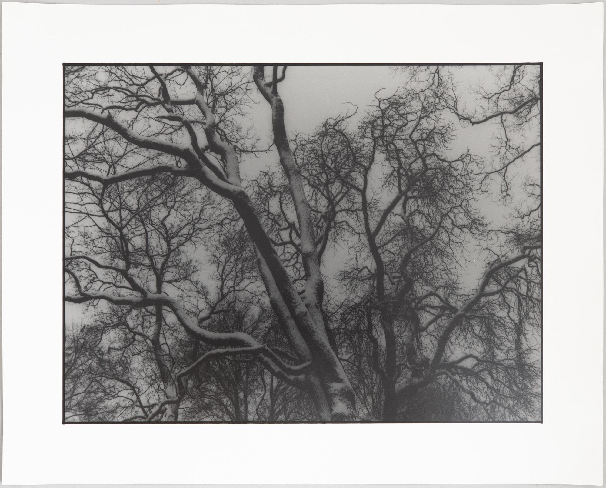 Kenneth Gustavsson,  "Utan titel (träd)", 1985.