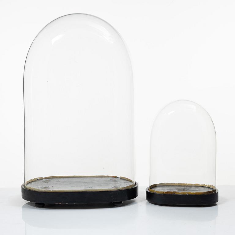 Two glass domes, 19th Century.