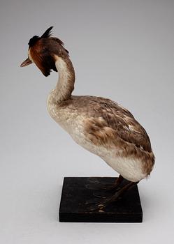 SKÄGGDOPPING, (Podiceps cristatus),1900-talets början.