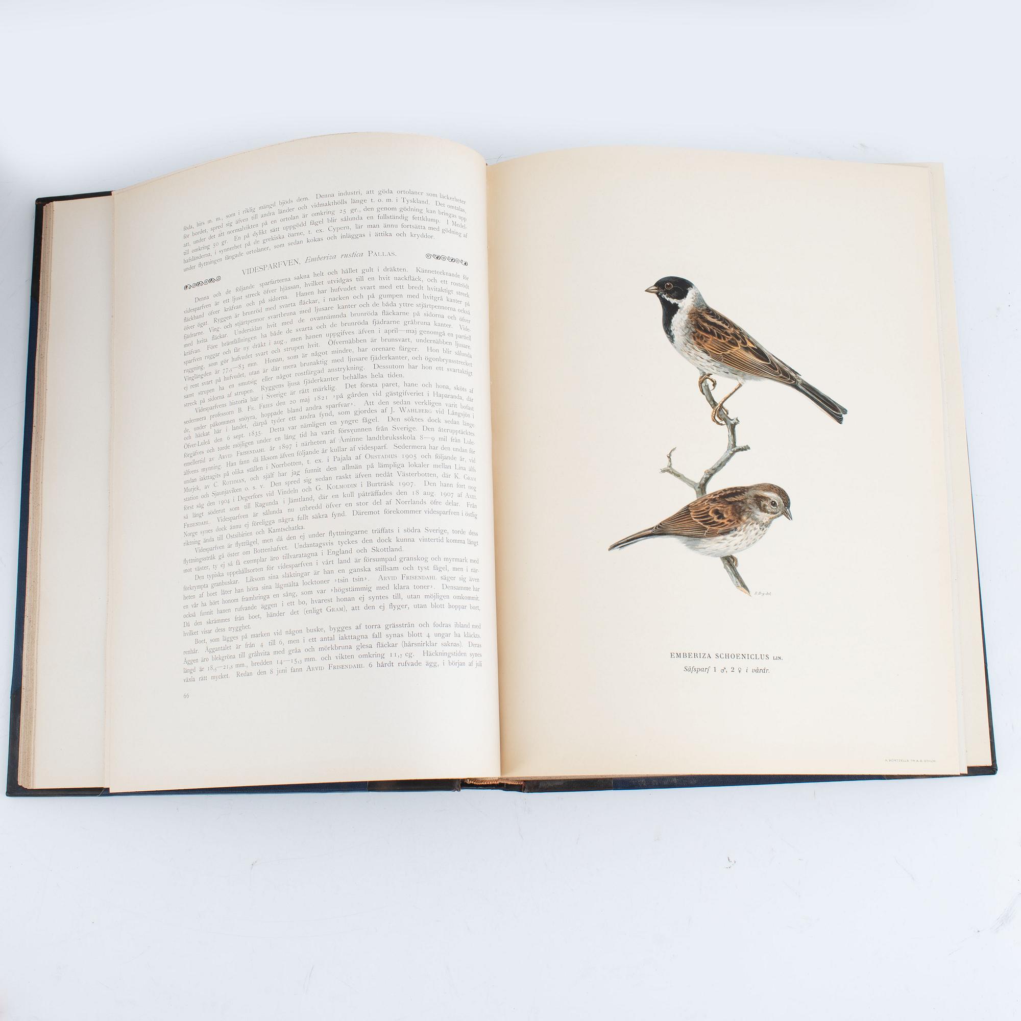 von Wright: Svenska fåglar.