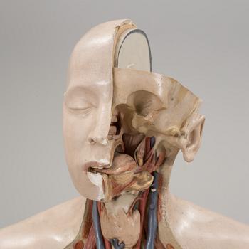 An anatomical model by Franz Jos. Steger, Leipzig, mid 20th century.