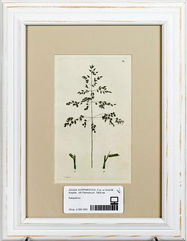 KOPPARSTICK, 6 st, ur Svensk botanik, JW Palmstruch, 1800-tal.