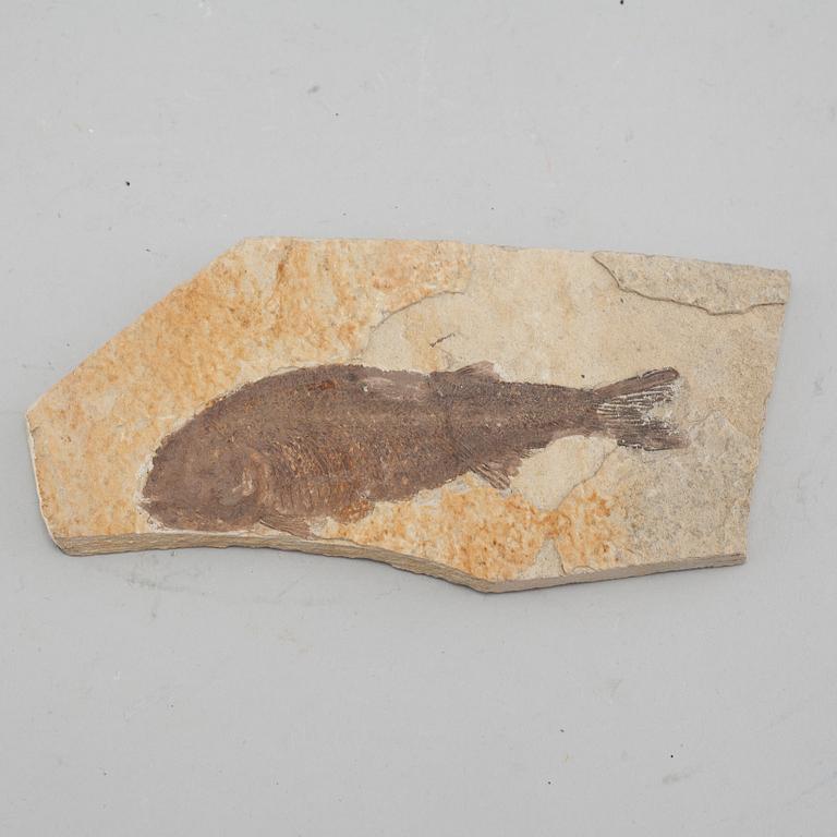 Three fish fossils.