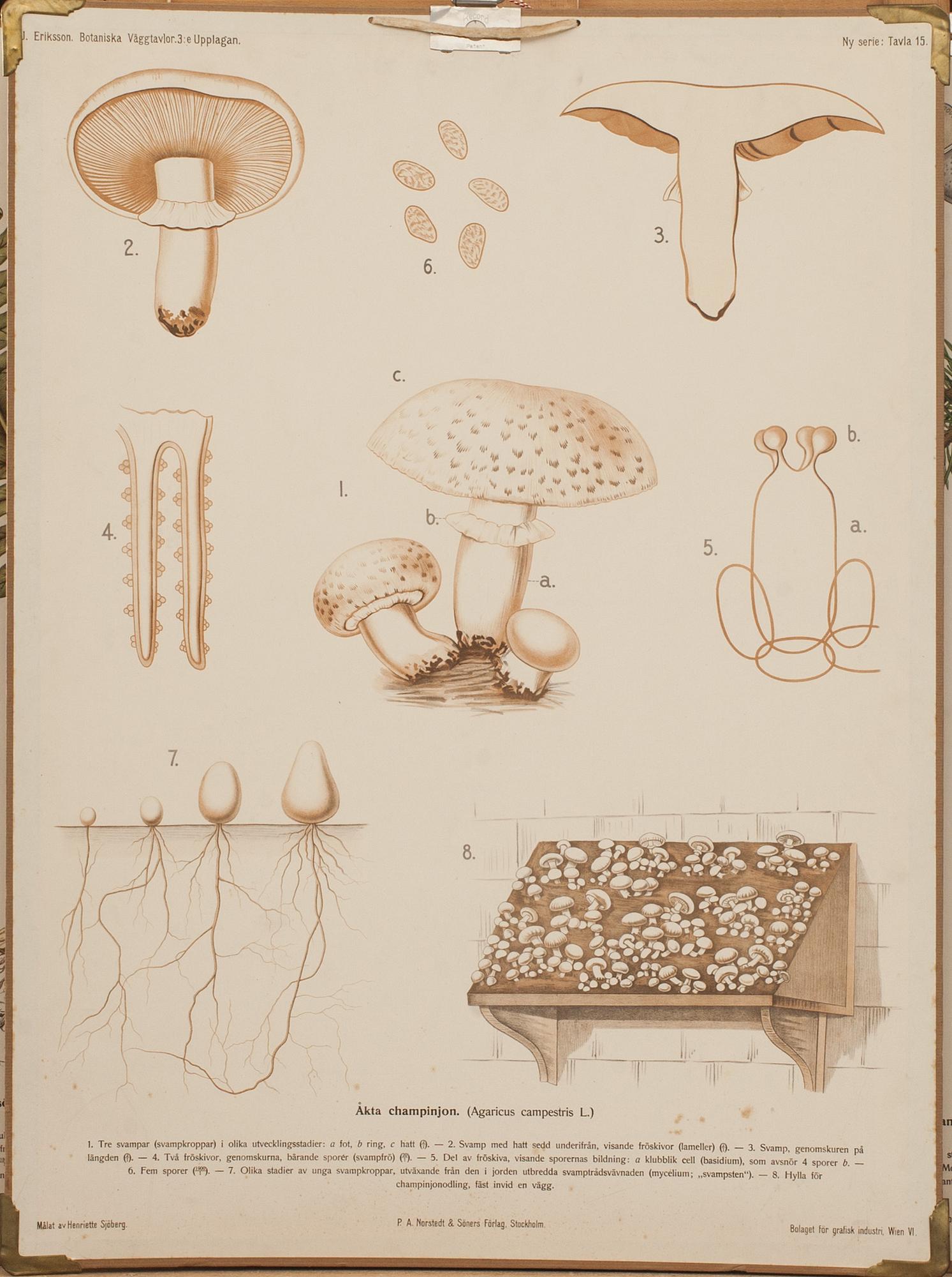 SKOLPLANSCHER, 3 st, 1900-talets andra hälft.