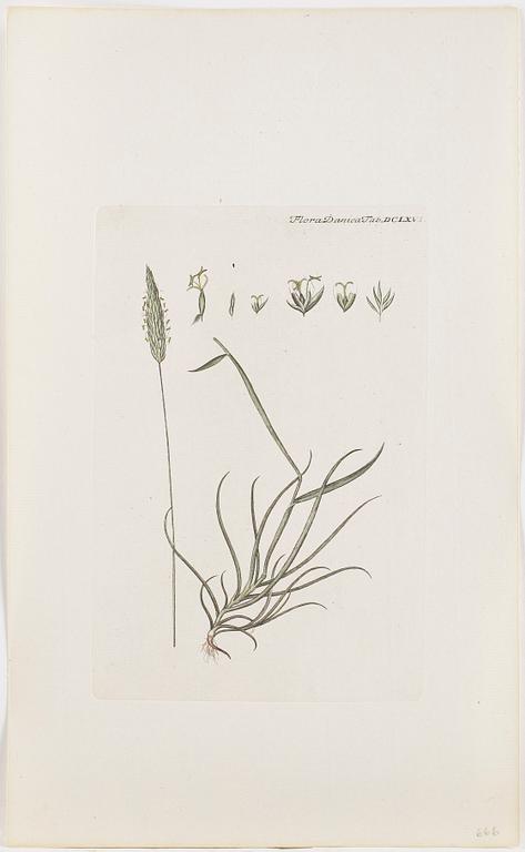 GRAVYRER, 10 st, kolorerade, ur bok om Flora Danica, 1800-tal.