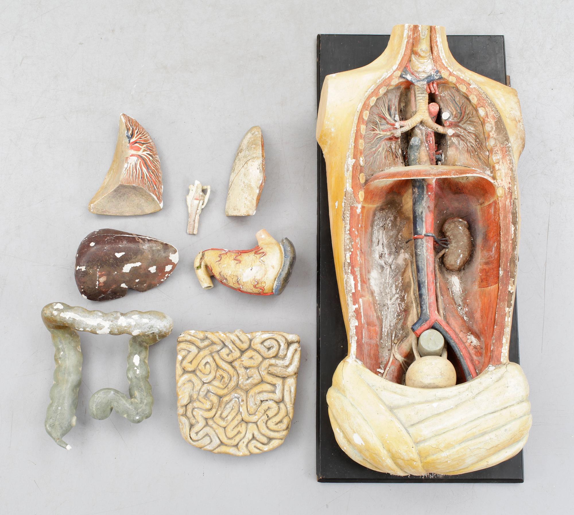 ANATOMISK MODELL, 1800/1900-tal.