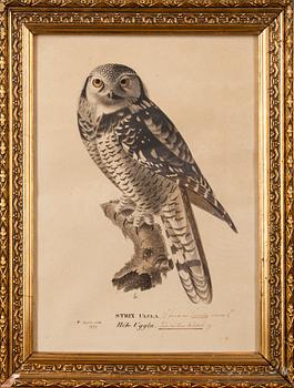 FÄRGLITOGRAFI, Wilhelm von Wright, ur verket "Svenska Foglar", daterad 1828, numrerad 7/10.