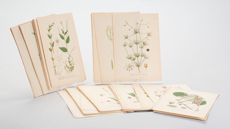 LITOGRAFISKA TRYCK, ca 90 st, "Nordens Flora", C A Lindman, A. Börtzells, Stockholm, 1900-talets första hälft.