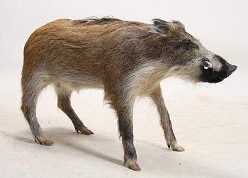 VILDSVIN, uppstoppat, 1900-tal.