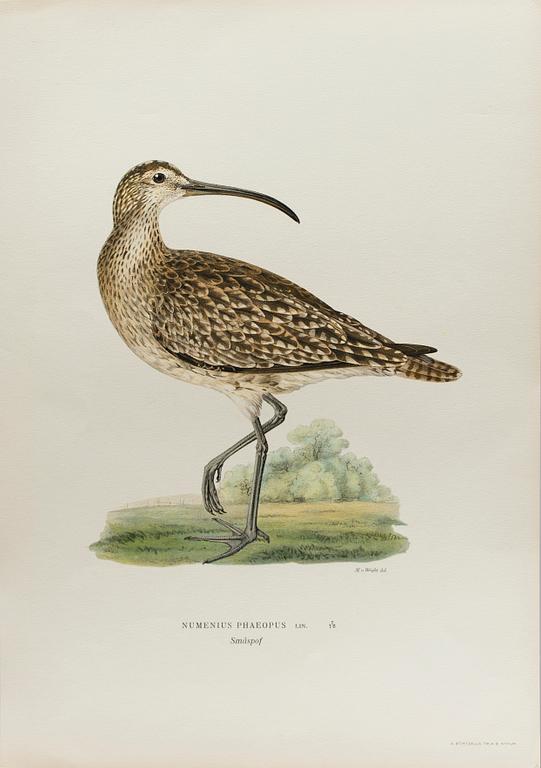 24 LITHOGRAPHIC PRINTS FROM M AND W WRIGHTS "SVENSKA FÅGLAR", A. Börtzells, Stockholm.