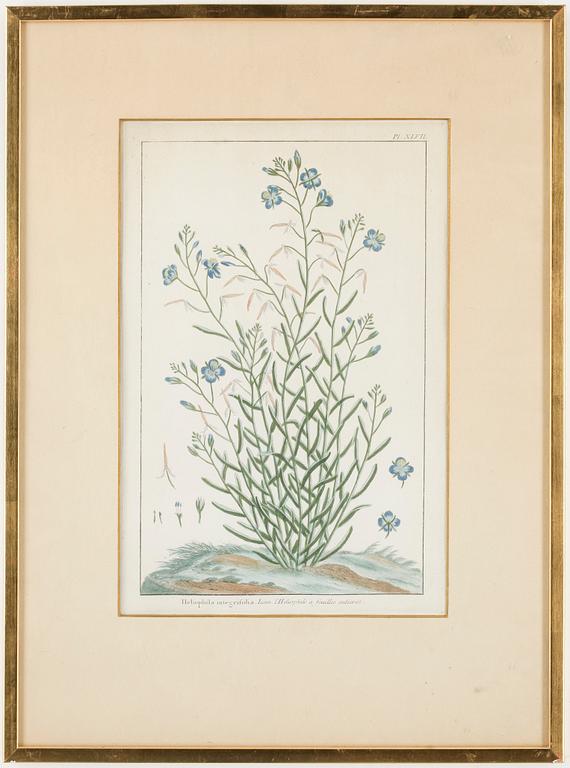 KOPPARSTICK, 4st, kolorerade, omkring 1800.