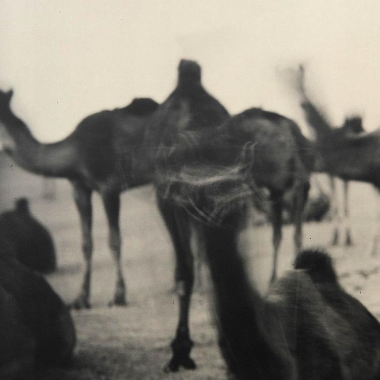 Denise Grünstein, "Out of focus camels" 1999.