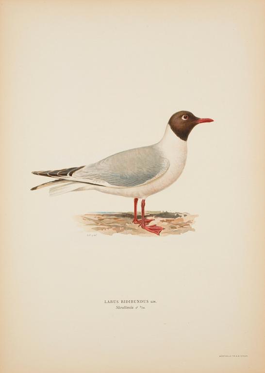 LITOGRAFISKA TRYCK, 50 st, ur M och W von Wrights "Svenska fåglar", A. Börtzells, Stockholm, 1900-talets första hälft.