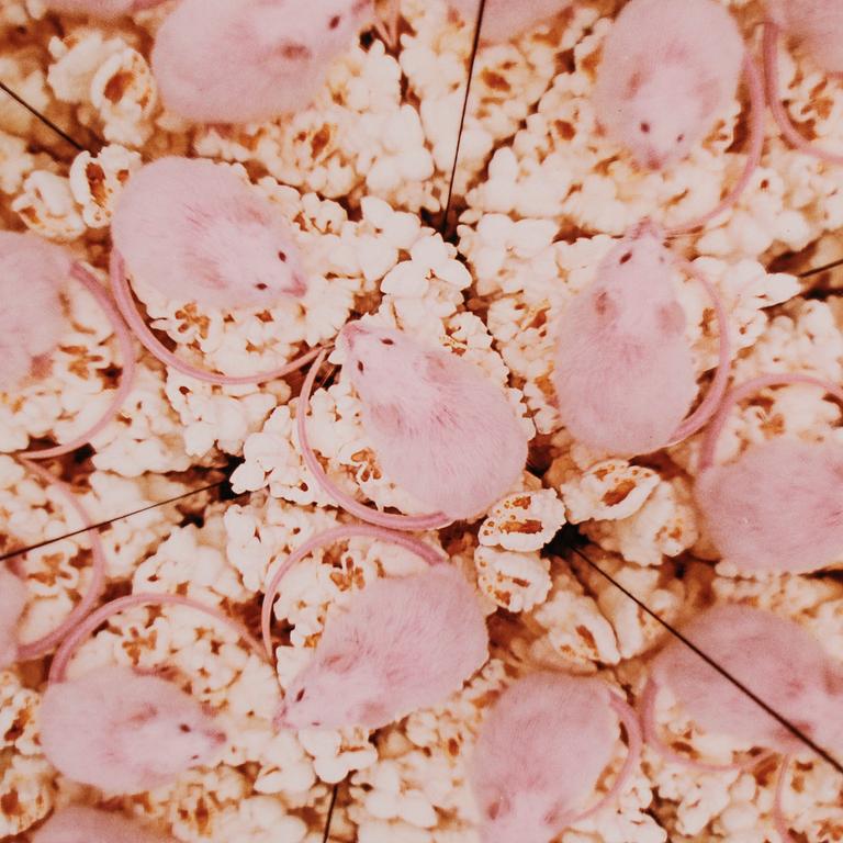 STEFAN HOLM, fotografi, signerat och daterat -96 samt numrerat 1/25 a tergo.