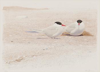 Lars Jonsson, Two birds.