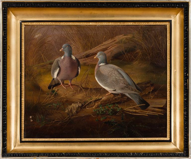 FERDINAND VON WRIGHT, DUVOR.