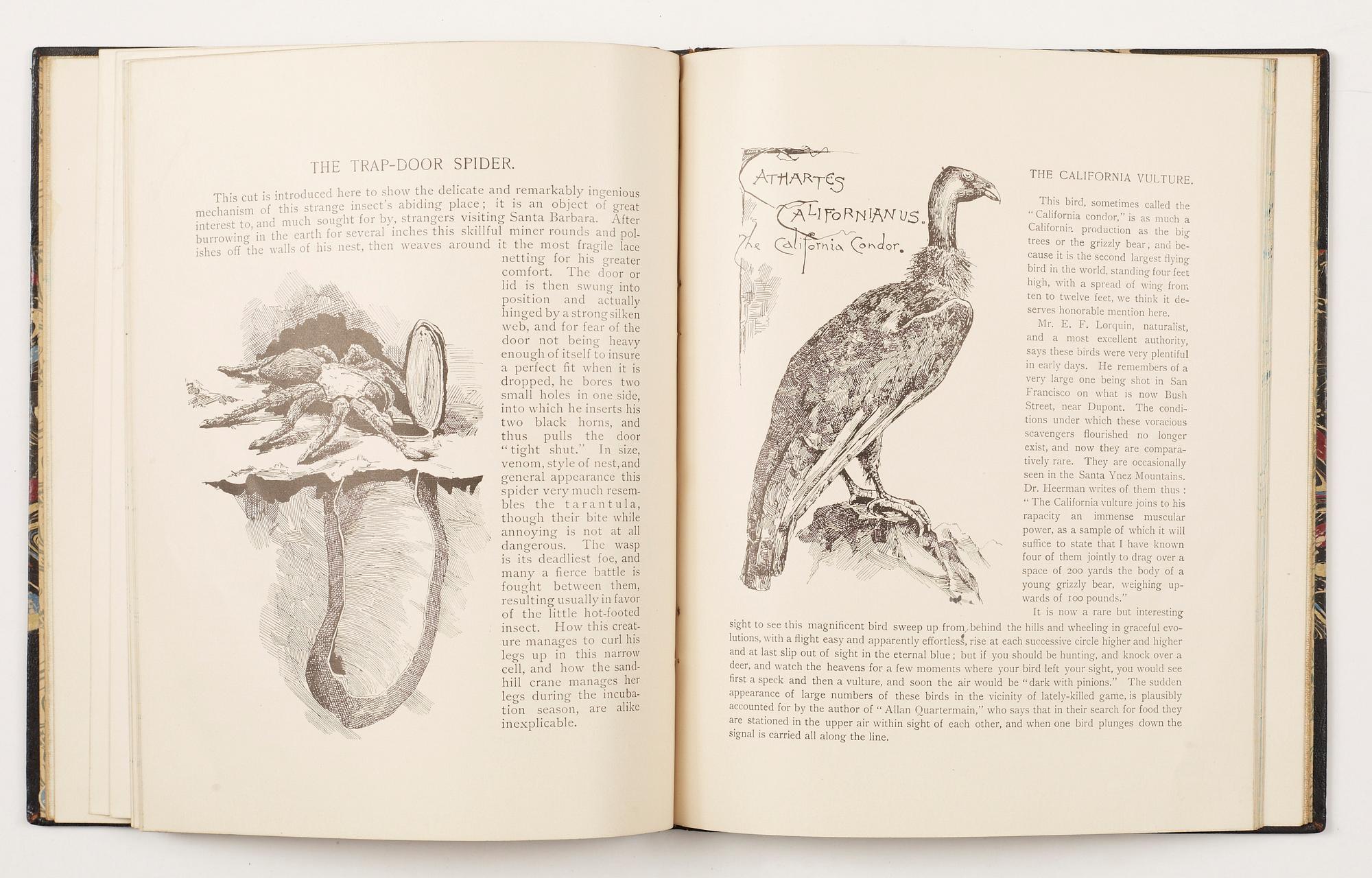 BOK, "By Semi-Tropic Seas, Santa Barbara and Surroundings" av E. McD Johnstone, troligen 1888.