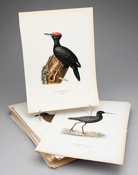 LITOGRAFISKA TRYCK, ca 170 st, ur von Wrights "Svenska fåglar", A. Börtzells, Stockholm, 1920-tal.