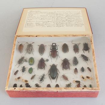 BUTTERFLY AND INSECT COLLECTION, "Parnassius Apollo" amongst others, early 20th Century. CITES-licence.