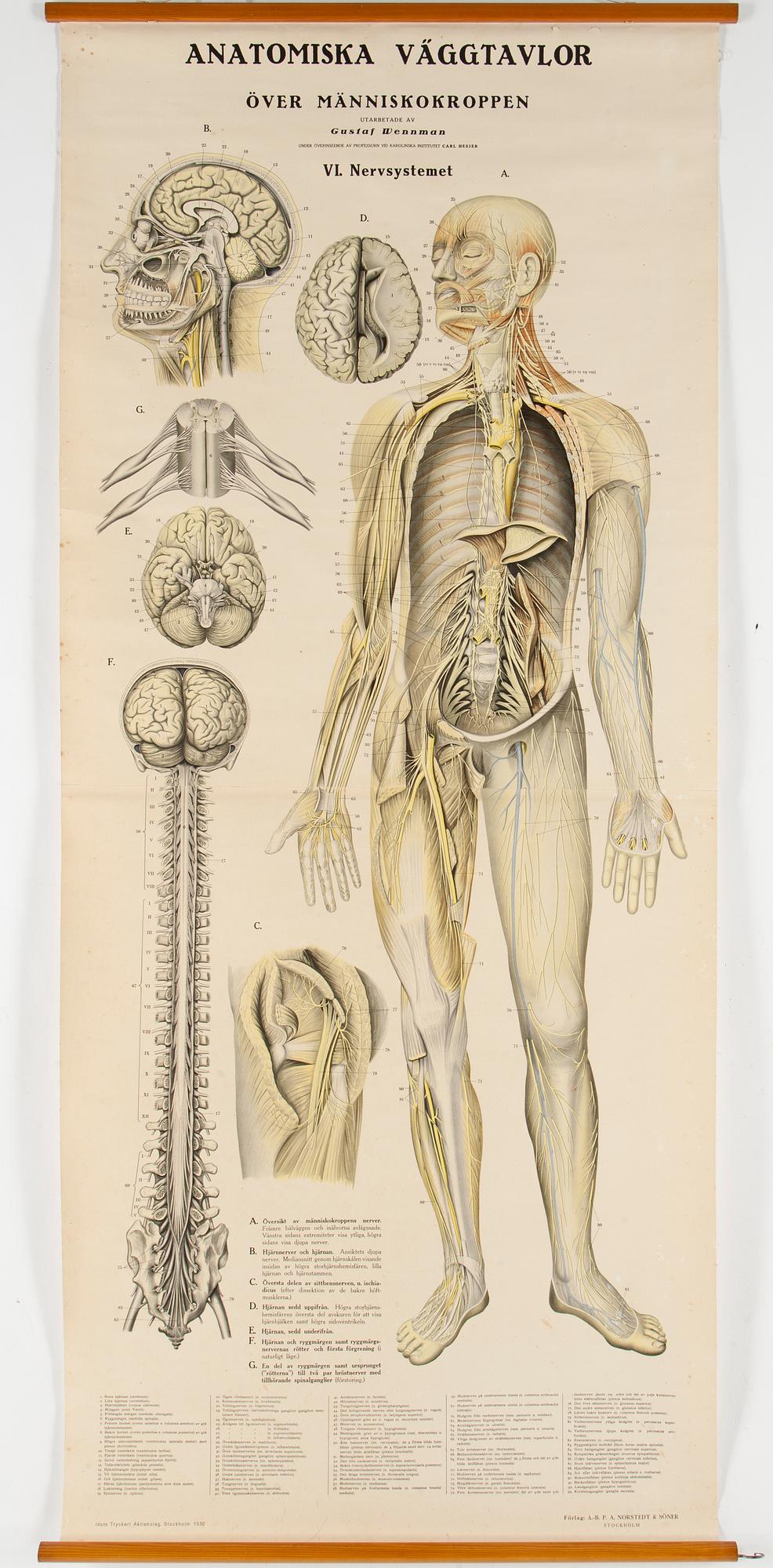 ANATOMISKA PLANSCHER, 3 stycken, bland annat Gustaf Wennman, en med datering 1930.