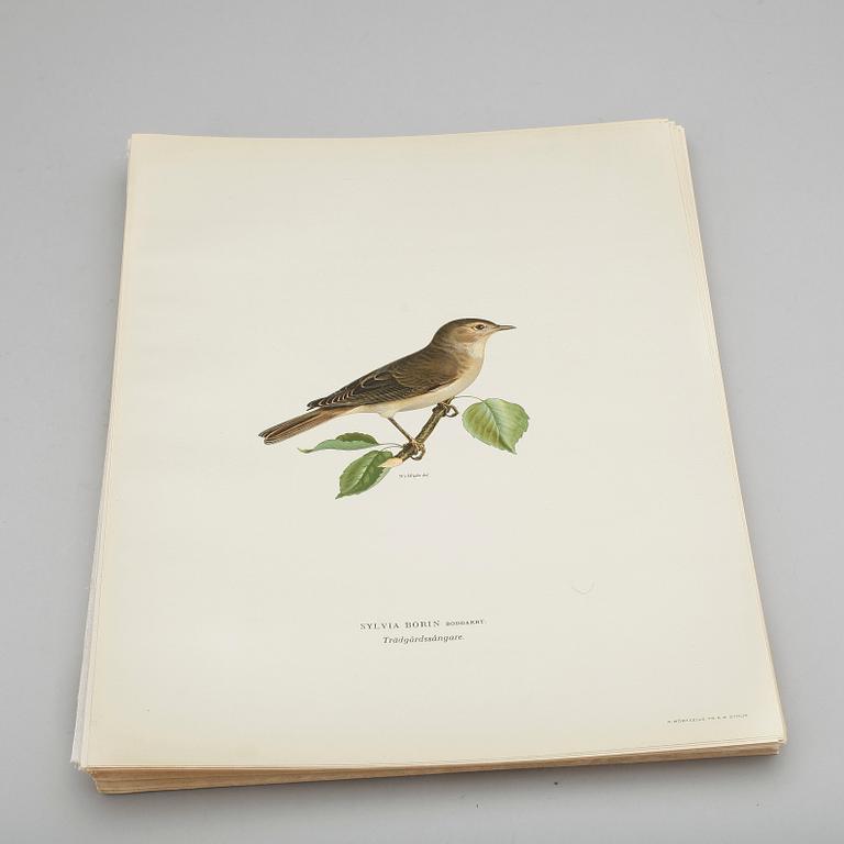 LITOGRAFISKA TRYCK, ca 100 st, ur von Wrights "Svenska fåglar", utgivna av A Börtzells, 1920-tal.