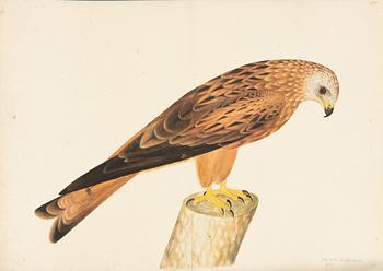 Olof Rudbeck the Younger, "Svenska fåglar", 2 portfolios.