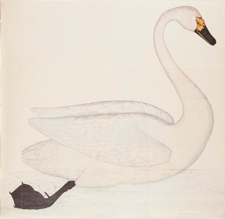 BÖCKER, 2+2 samt MAPP, Rudbecks Fågelboken/Book of Birds, Olof Rudbeck dy, René Coeckelberghs Bokförlag, Stockholm, 1986.