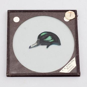 Circa 60 early 20th century lantern glass slides.