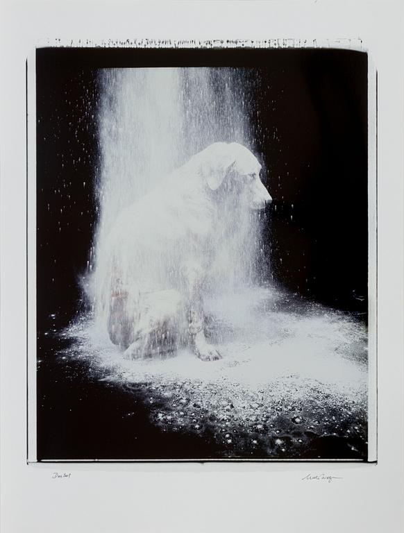 William Wegman, "Dusted".